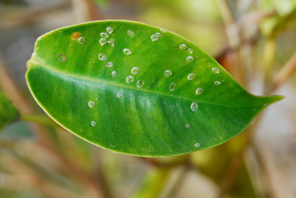 آفت های فیکوس بنجامین